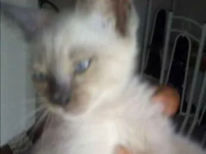 Gato raça Siamês idade 2 a 6 meses nome sem nome