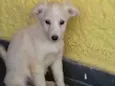??FILHOTES ADOÇÃO??