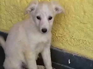 Cachorro raça Misturado (pastor e SRD) idade 2 a 6 meses nome ??FILHOTES ADOÇÃO??