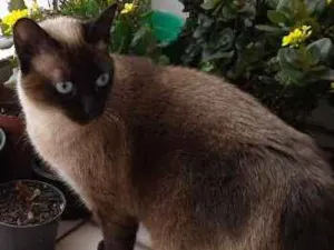 Gato raça Não definida idade 2 anos nome Miguel e Sofie