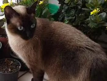 Gato ra a Não definida idade 2 anos nome Miguel e Sofie