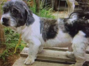 Cachorro raça Lhasa Apso idade 5 anos nome nicky