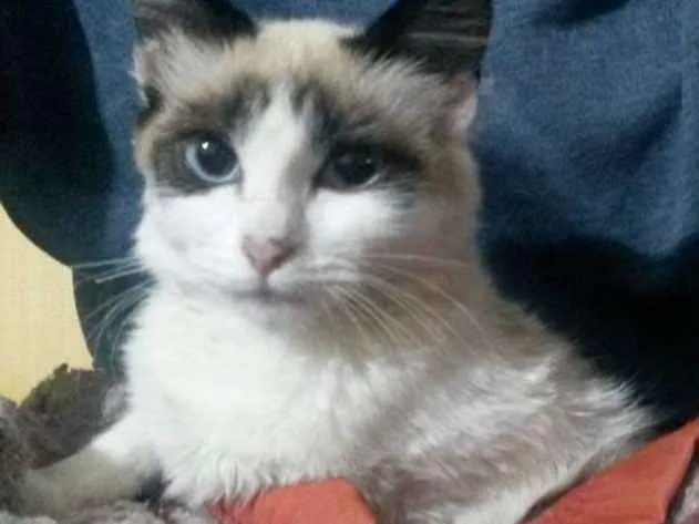 Gato ra a Ragdoll idade 2 a 6 meses nome killah