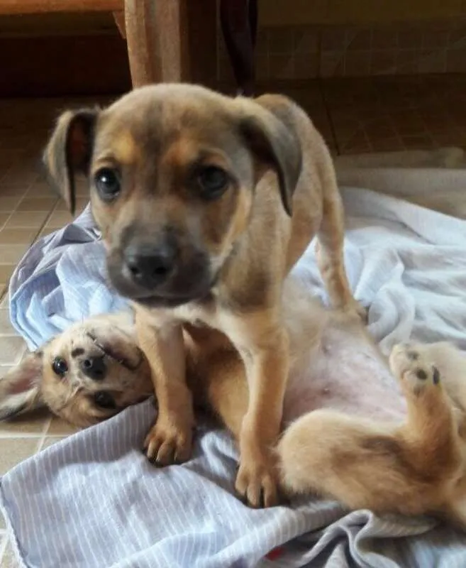 Cachorro ra a SRD idade Abaixo de 2 meses nome Filhotes SRD