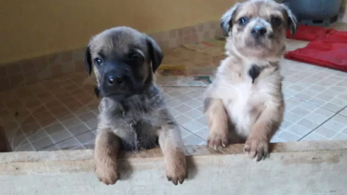 Cachorro ra a SRD idade Abaixo de 2 meses nome Filhotes SRD