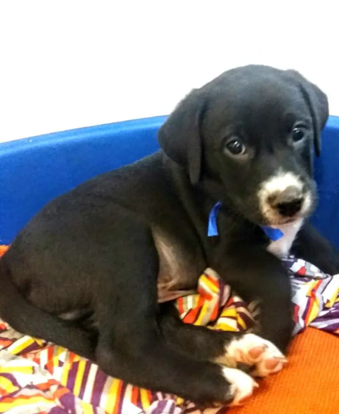 Cachorro ra a Sem raça definida idade 2 a 6 meses nome Filhotes