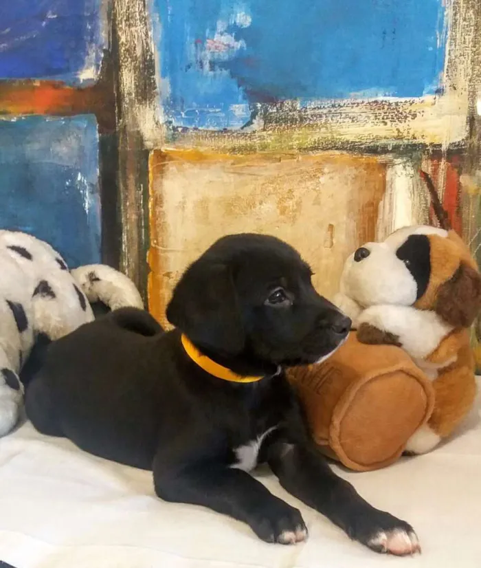 Cachorro ra a Sem raça definida idade 2 a 6 meses nome Filhotes