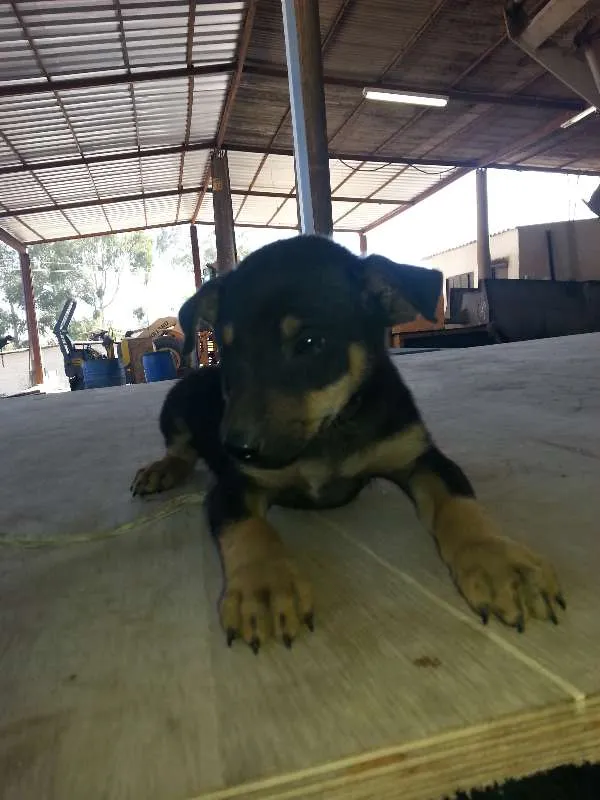 Cachorro raça viralata idade 2 a 6 meses nome sem nome