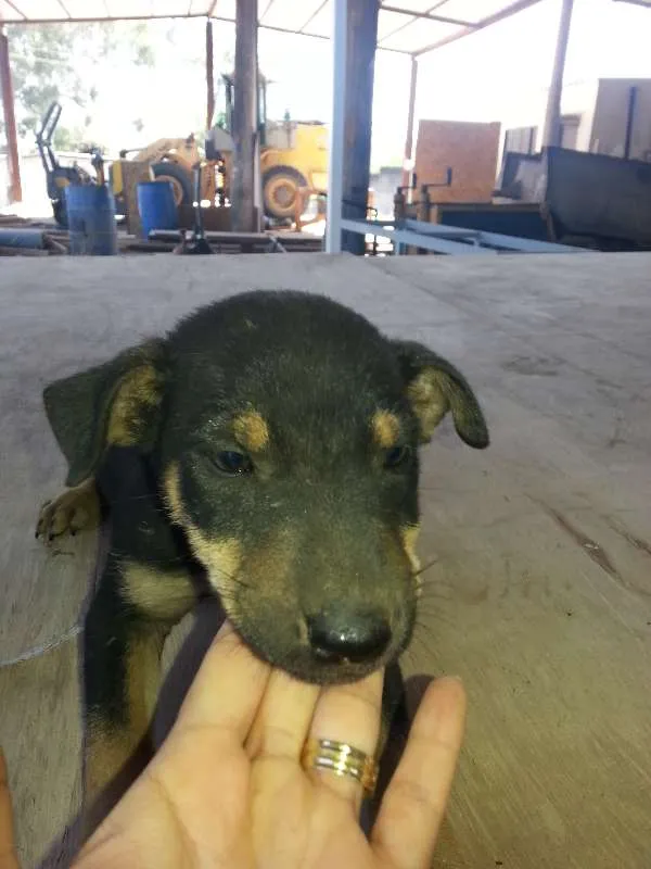 Cachorro raça viralata idade 2 a 6 meses nome sem nome