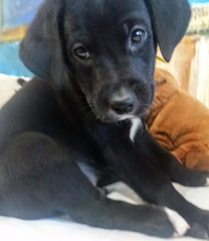 Cachorro ra a Sem raça definida idade 2 a 6 meses nome Filhotes