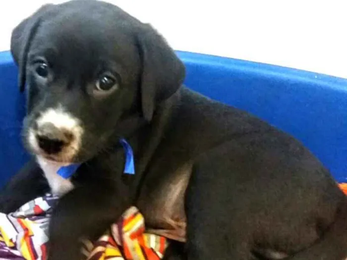 Cachorro ra a Sem raça definida idade 2 a 6 meses nome Filhotes