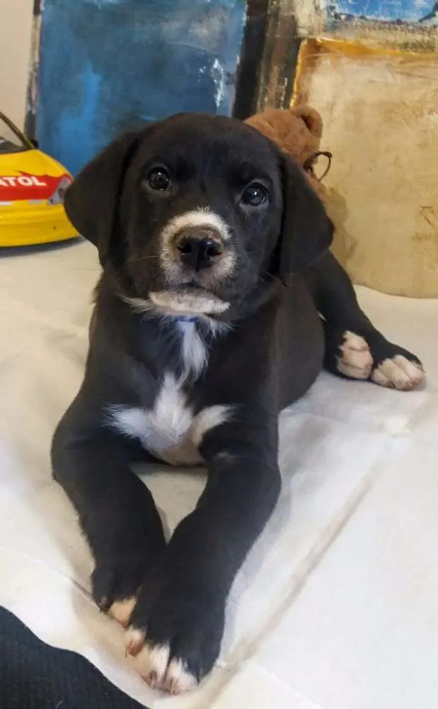 Cachorro ra a Sem raça definida idade 2 a 6 meses nome Filhotes