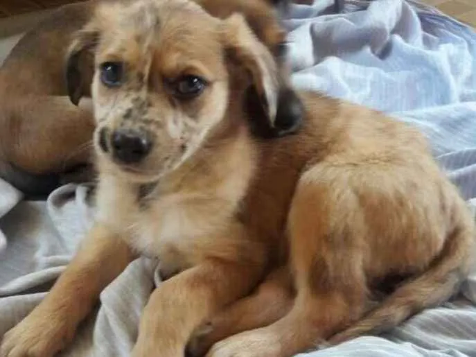 Cachorro ra a SRD idade Abaixo de 2 meses nome Filhotes SRD