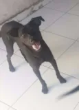 kiba