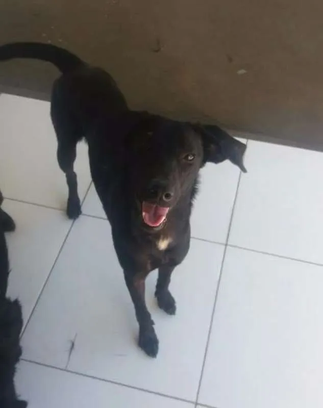 Cachorro raça Não definida idade 2 a 6 meses nome kiba