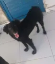 kiba