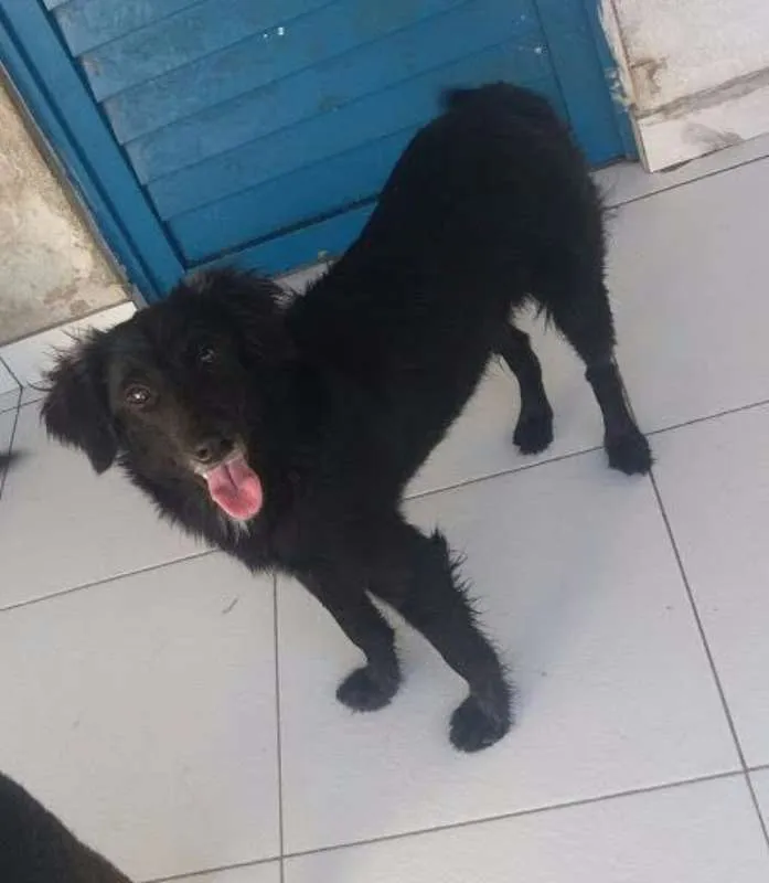 Cachorro raça Não definida idade 2 a 6 meses nome kiba