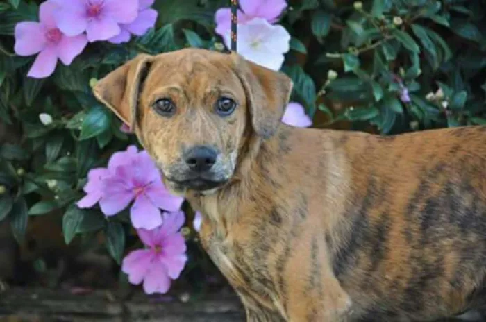 Cachorro ra a SRD idade 2 a 6 meses nome Banjo