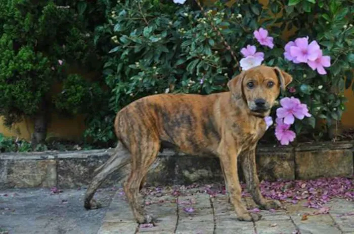 Cachorro ra a SRD idade 2 a 6 meses nome Banjo