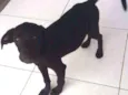 kiba