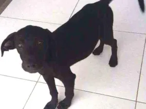Cachorro raça Não definida idade 2 a 6 meses nome kiba