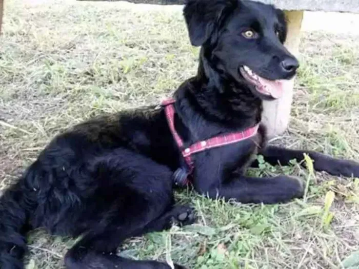 Cachorro ra a Misturado idade 7 a 11 meses nome Negan