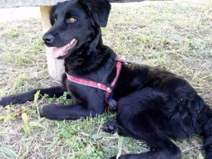 Cachorro ra a Misturado idade 7 a 11 meses nome Negan