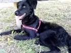 Cachorro raça Misturado idade 7 a 11 meses nome Negan