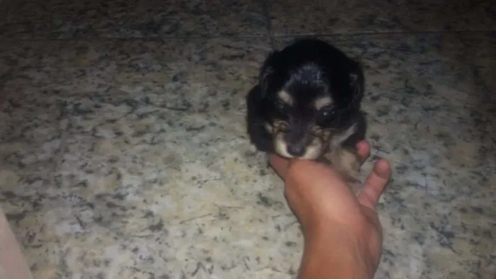 Cachorro ra a * idade Abaixo de 2 meses nome *