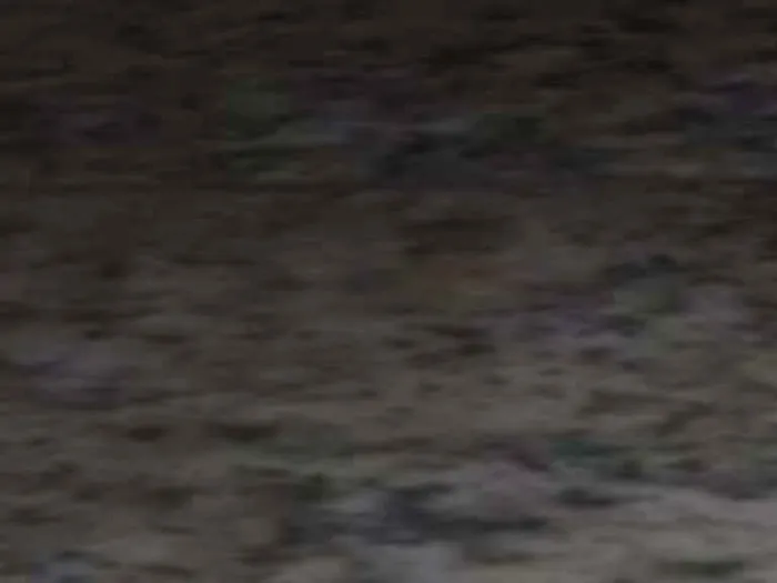 Cachorro ra a * idade Abaixo de 2 meses nome *