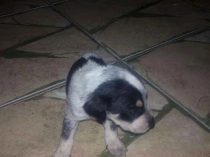 Cachorro ra a * idade Abaixo de 2 meses nome *