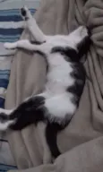 Lilica