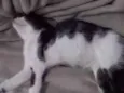 Lilica