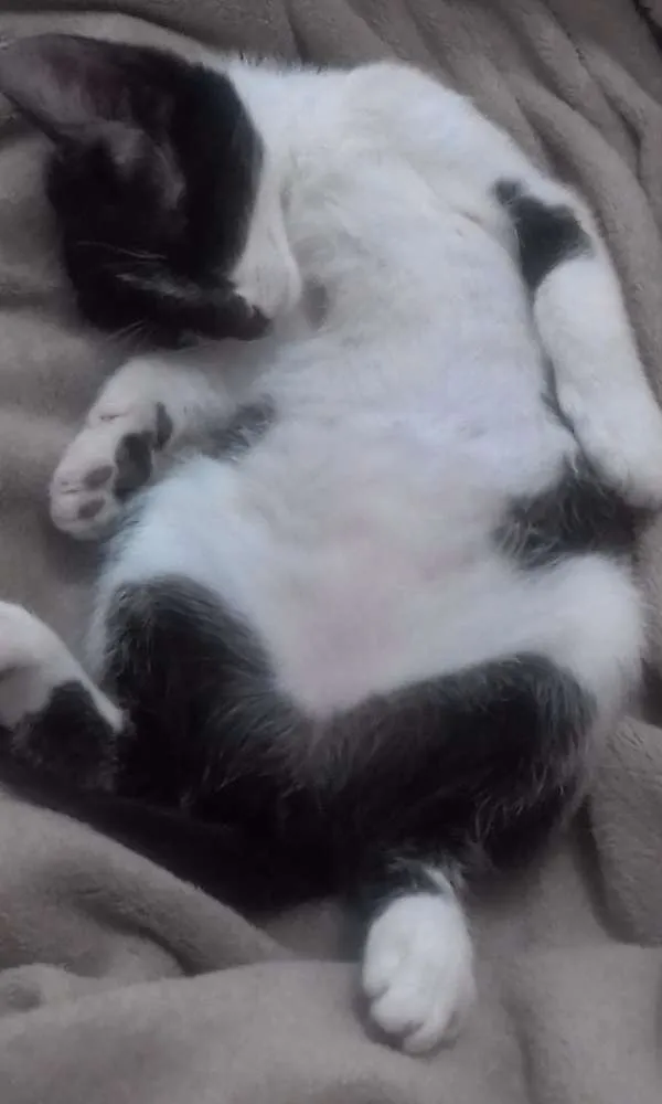 Gato ra a Sem raça definida idade 2 a 6 meses nome Lilica