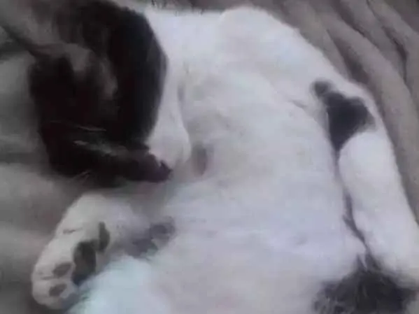 Gato ra a Sem raça definida idade 2 a 6 meses nome Lilica