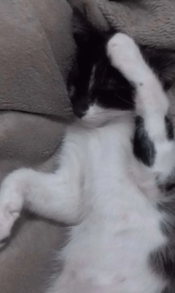 Gato ra a Sem raça definida idade 2 a 6 meses nome Lilica