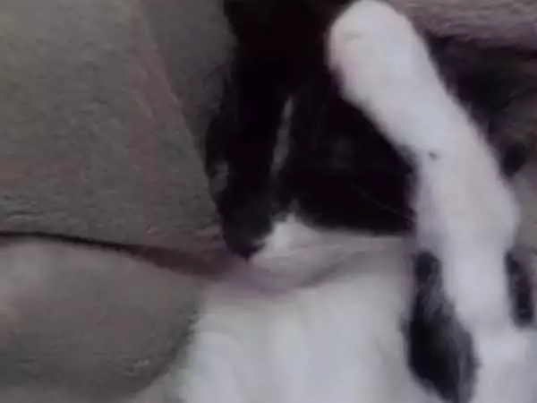 Gato ra a Sem raça definida idade 2 a 6 meses nome Lilica