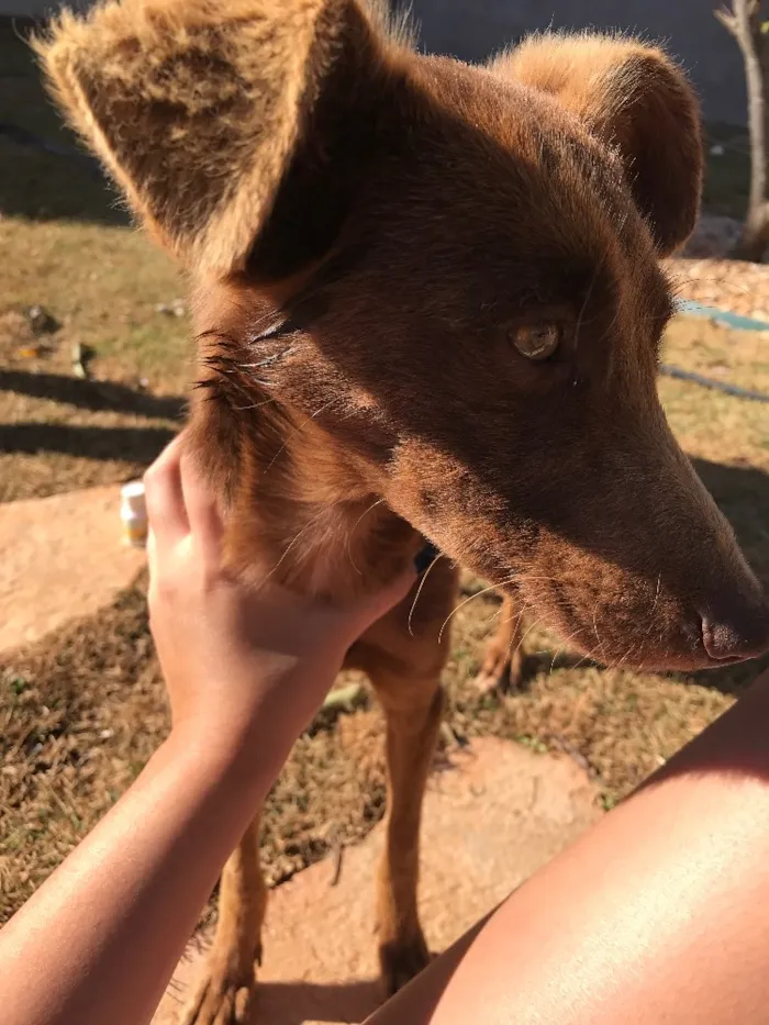 Cachorro raça Vira-lata idade 2 anos nome Não possui