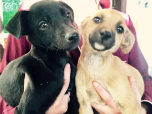 Cachorro raça Vira-lata  idade 2 a 6 meses nome Não tem nome ainda 