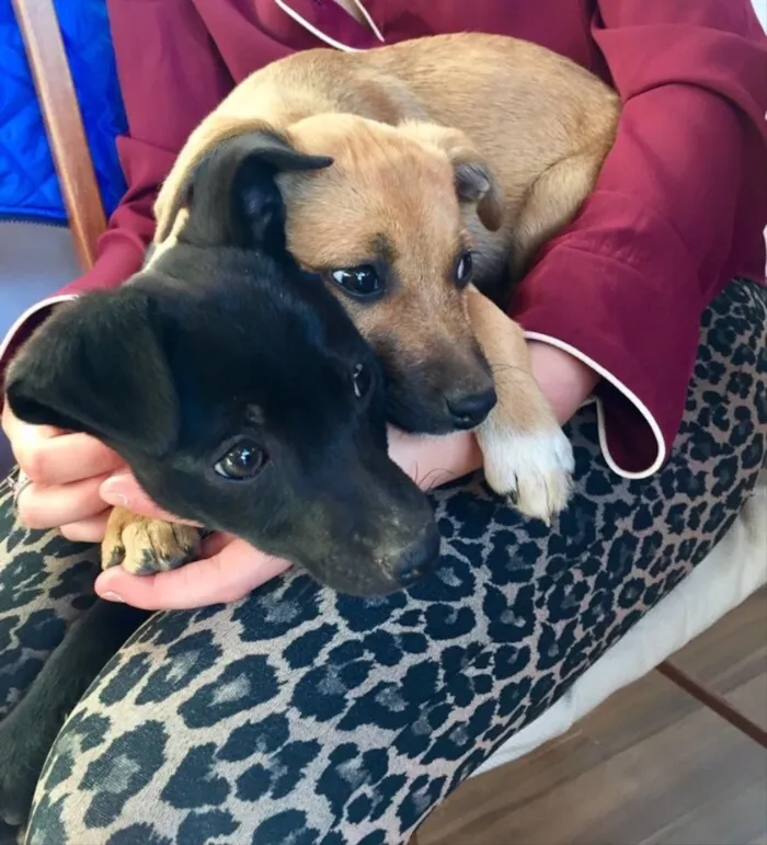 Cachorro ra a Vira-lata  idade 2 a 6 meses nome Não tem nome ainda 