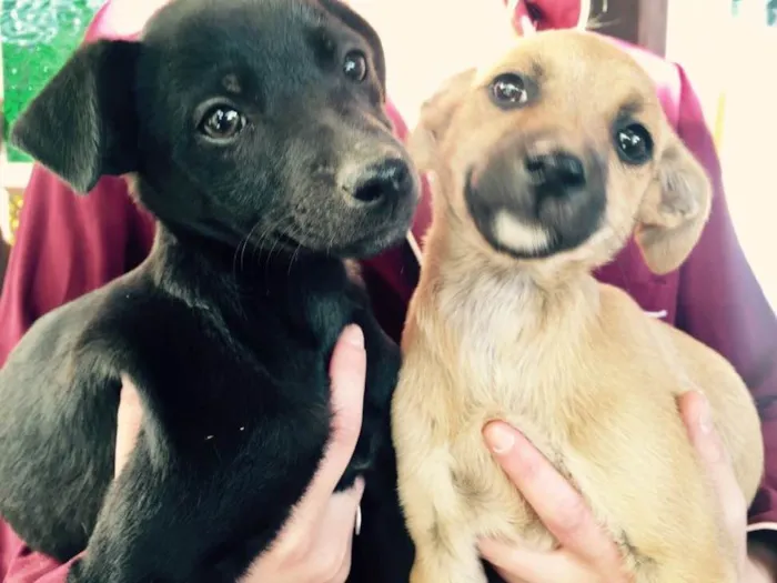 Cachorro ra a Vira-lata  idade 2 a 6 meses nome Não tem nome ainda 