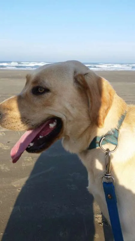 Cachorro ra a labrador idade 2 anos nome Thor GRATIFICA