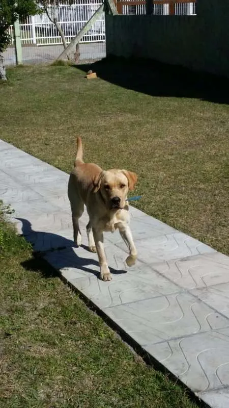 Cachorro ra a labrador idade 2 anos nome Thor GRATIFICA