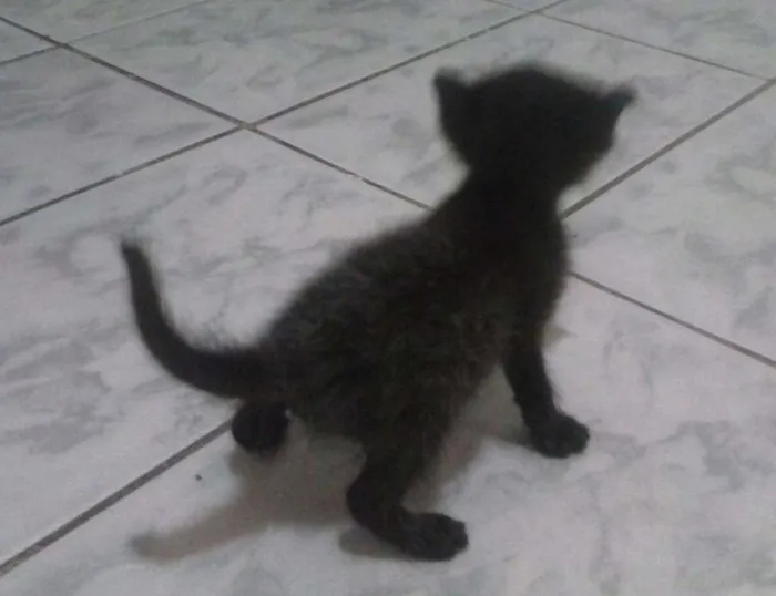 Gato raça SRD idade Abaixo de 2 meses nome Sem Nome