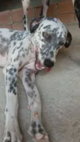 Bela