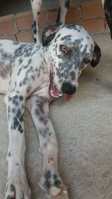Cachorro raça Dálmata idade 2 anos nome Bela