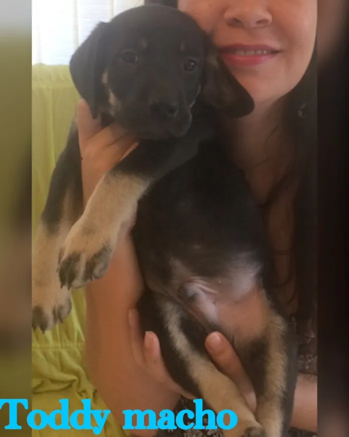 Cachorro ra a SRD idade Abaixo de 2 meses nome Filhotes