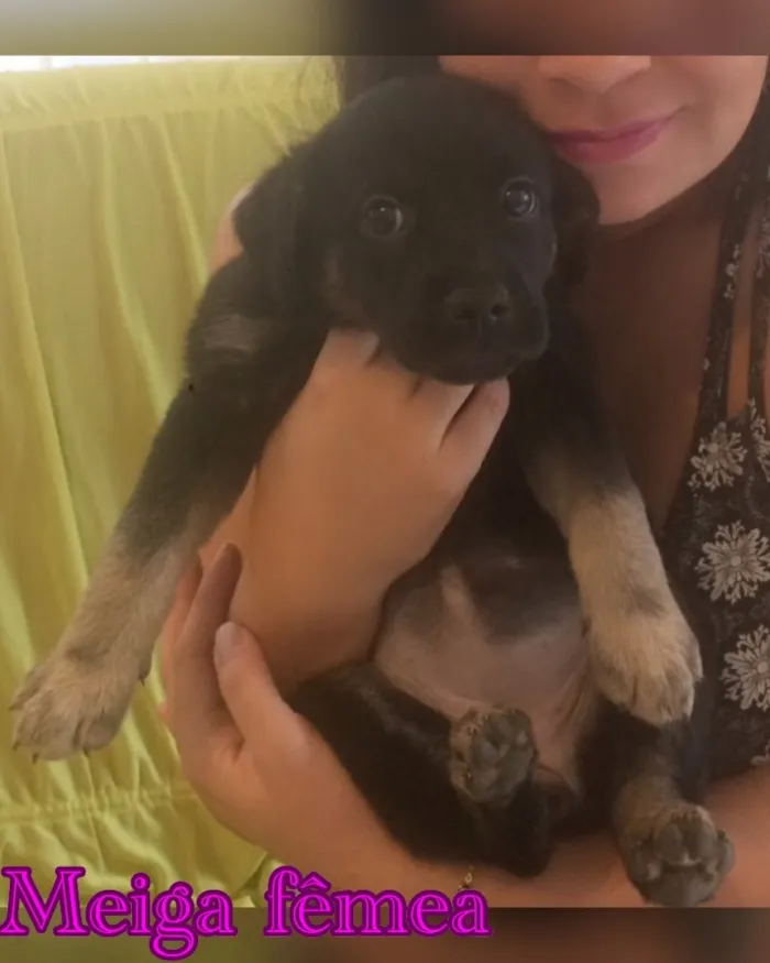 Cachorro ra a SRD idade Abaixo de 2 meses nome Filhotes