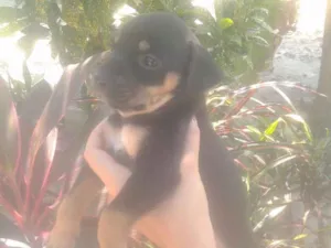 Cachorro raça Sem raça definida idade Abaixo de 2 meses nome Não possuem nome