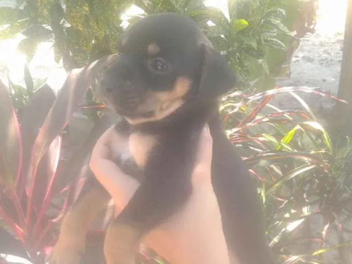 Cachorro ra a Sem raça definida idade Abaixo de 2 meses nome Não possuem nome